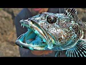 MONSTER CATCH From Shore!! After DEVASTATING LOSS!!