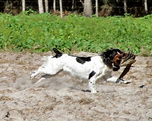 Time to Get Gun Dogs in Shape for Hunting - AllOutdoor.com
