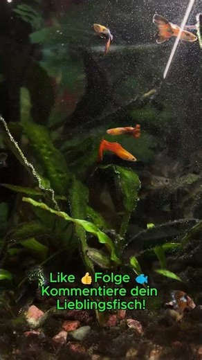 Traum Aquarium wie ein Profi pflegen! 🌿