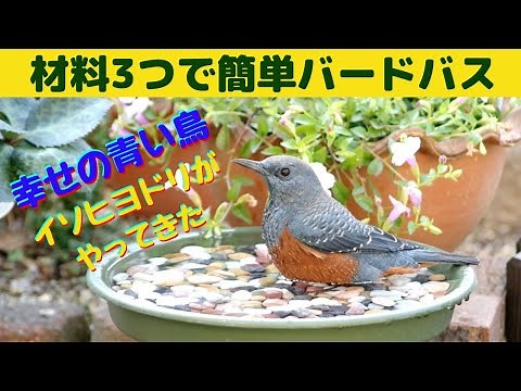 材料３つで簡単バードバス/バードバスを作ったら幸せの青い鳥 イソヒヨドリがやってきた♪