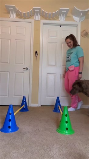 Caitlin | Dog Mom Enrichment Blogger on Instagram: "✨ Dog Cavaletti Tip ✨ Do you know how to correctly set up dog cavalettis for your dog fitness exercises? Here’s a quick tutorial to save & share with a furiend! Follow for weekly dog fitness exercises and tips and get my FREE mini K9 Fitness Exercise Guide (link in bio!) 💕"