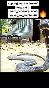 2.3K views · 4.3K reactions | #cat #catsofinstagram #like #likeforlikes #viralvideochallenge #reelschallengereelschallenge #likesforlike #snake | Anu S Kumar | Facebook