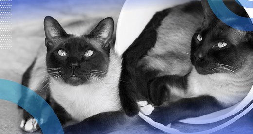 An Introduction to Siamese Networks | Built In