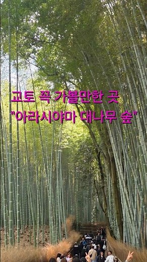 일본 교토 아라시야마 대나무 숲 실제모습 교토 힐링 스팟 #일본여행 #교토여행 # 아라시야마 #대나무숲#노선언니