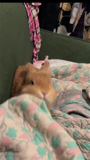 Understanding Bunny Teeth Grinding Behavior