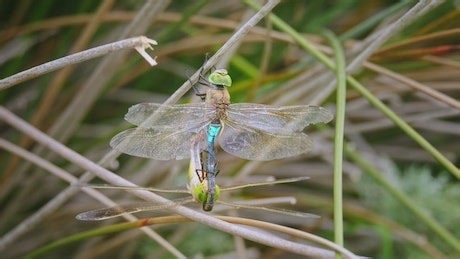 Free Dragonfly Videos: 4K & HD | No Watermark | Download Now