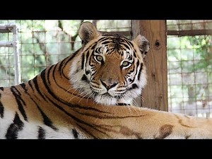 Silly Tiger VS Pumpkin