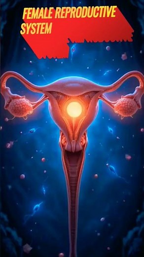 Female Reproductive System Explained | Anatomy & Functions | Educational Biology #shorts