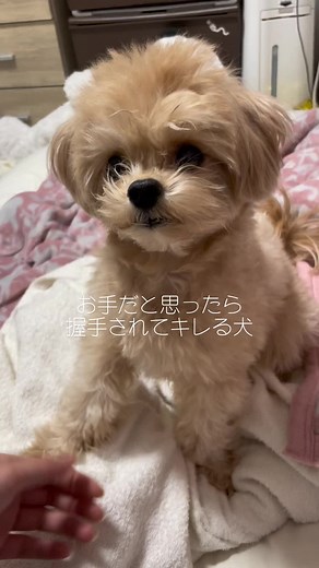 チワプーとトイプードルの魅力