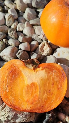 Kaki Früchte Winter Ernte Kakibaum (Diospyros kaki) Honigapfel Persimone Sharonfrucht 6. Dezember
