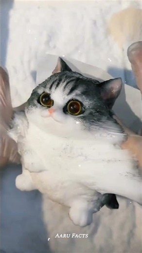 Sticky Cat Toy || #viral #trending #aarufacts