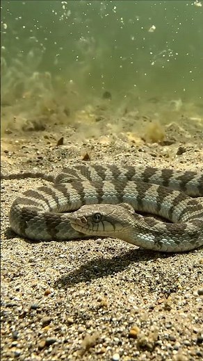 Sea Snake — Masters of the Ocean Depths 🌊🐍