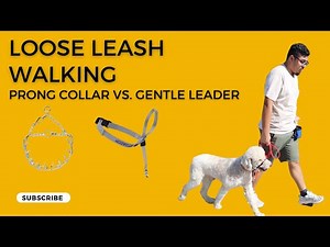 Loose Leash Walking : Prong Collar vs. Gentle Leader