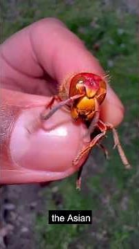 “Enemy of Nature: The Red-Headed Wasp 🐝 #Shorts
