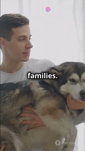 Meet the ''Saarloos Wolfdog'' A Unique Breed! #shortsfeed #saarloos #wolfdog #shortsvideo #shorts