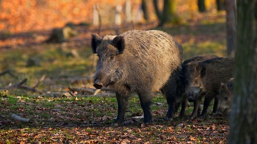 Feral hogs continue spreading throughout Virginia and North Carolina
