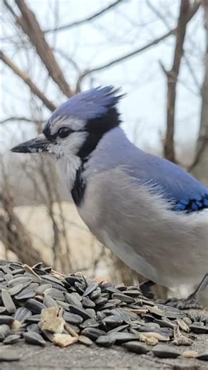 Blue Jay Imitates Red-shouldered Hawk, then Yells Normally