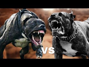 Bandog vs Presa Canario-Fight Comparison