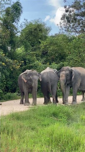 The Secret Life of Asian Elephants | Why These Gentle Giants Are the Heart of Our Ecosystem