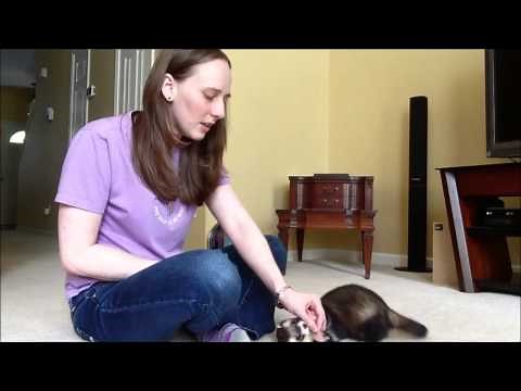 Training your Ferret to Roll Over