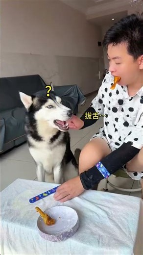My Husky Gets Angry When I Don’t Share Chicken 😂