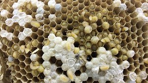 10K views · 262 reactions | Ew! Macabre Monday is back - this footage...