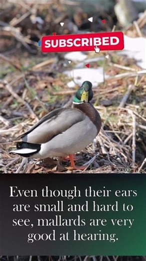 Ducks Have Ears But Not Where You'd Think