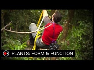 PLANTS: Form and Function