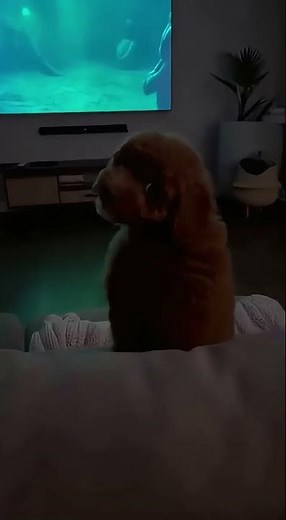 Mon chien adore les films d'horreur #puppy #dog #pets #happet #chien