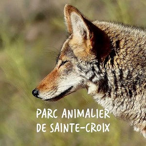 Le domaine Les Trois Forêts est le lieu idéal pour découvrir la Moselle ! https://bit.ly/AutourTroisForets Mais qu'allez-vous découvrir ? On vous aide à trouver votre prochaine escapade lors de votre séjour dans ce domaine. Dites-nous en commentaire le premier lieu que vous avez vu ! 😃 | Center Parcs France