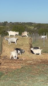 This is Winky and Pinky (Tink’s girls) sparring. Luckily no one went over the fence. Silly girls | Roxiethecrazygoatlady.com
