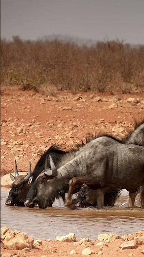 Blue Wildebeests at Etosha National Park, Namibia.