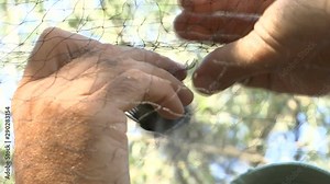 a cute small bird wrapped in a net and a man helps with hands to releases Stock Video