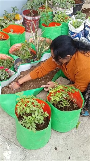 how to plant baby saplings of tomato#gardening#garden#gardenplants#plantation#plants#viral#Trend#yt