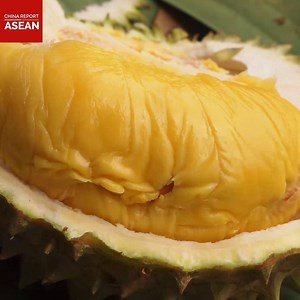 #DidYouKnow that Malaysian durians are fantastically popular in China? | China Report ASEAN