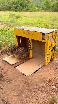 Technique Unique Quail Trap Using Cardboard Box #shorts