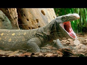 Crocodile Monitor Target Training