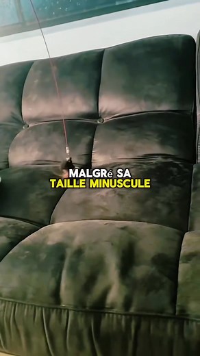 Ce petit animal est une belette pygmée , la plus petite des belettes. #belette #rongeurs #animals #funny | NOX News Média