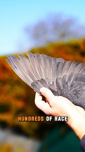 The Black Eagle Strain is capable of flying from 100 to 1000 miles. #pigeon | PigeonVibes