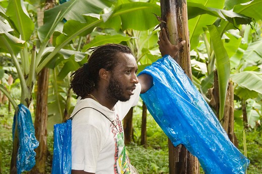 Windward Islands Farmers Association (WINFA) | Banana Link Partners