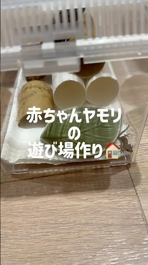 赤ちゃんヤモリの公園を作るよ😎#ヤモリ #ニホンヤモリ #初めての飼育 #爬虫類初心者 #赤ちゃんヤモリ #かわいいペット #Japanese gecko #Japanese house gecko