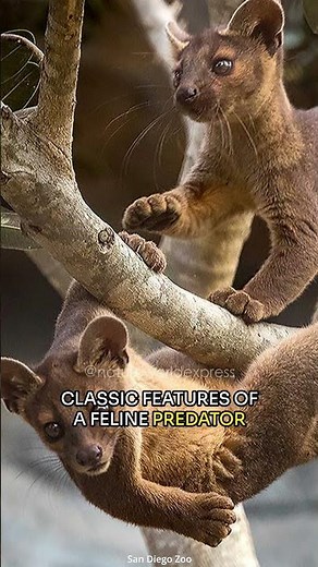 Fossa | Madagascar's Top Predator #shorts