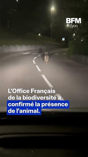 Un loup filmé en pleine ville au milieu de la nuit près de Lyon