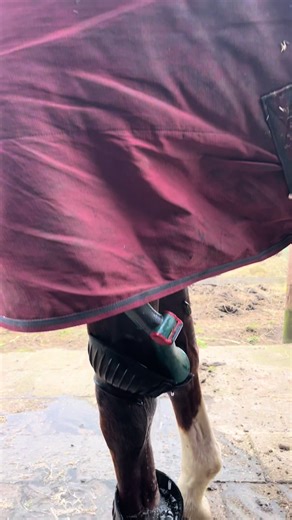 Tendon Injury in Horses: Understanding Equestrian Challenges