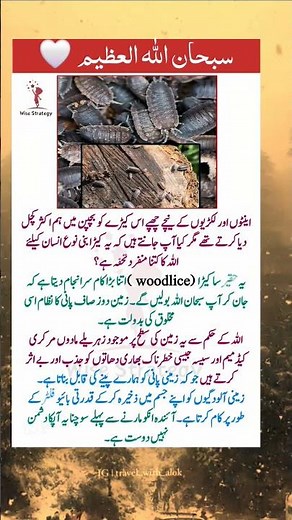 Do you Know this Tiny Soldier Insect of Nature? | Woodlice - Natural Water Purifier