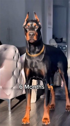 Doberman Puppy Transformation l One Month to One Year 🐕 #shorts #shortsfeed #dog #puppy #doberman