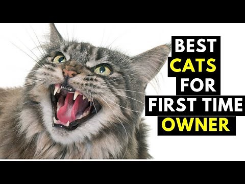 16 Best Cat Breeds For First Time Owners - Best for Beginners