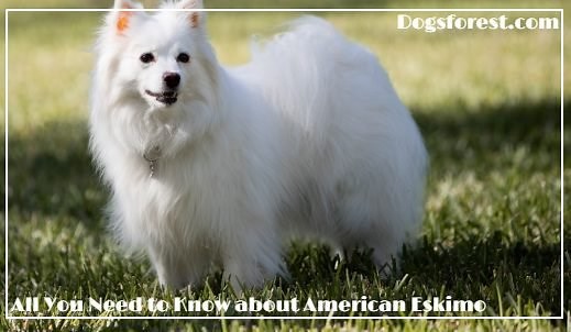 American Eskimo Dog Growth Chart (Weight Chart & Size Chart)