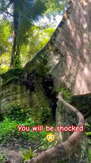 ANCIENT TREE 🎄🌴 #shorts #wildlife #nature #peaceful #peace #trending #travel #youtubeshorts