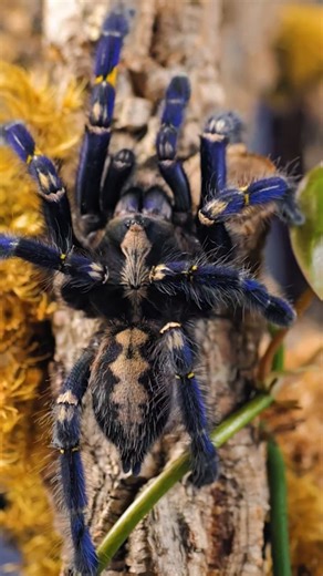 What tarantula species did YOU FALL IN LOVE WITH this year? Tell me in the comments and share this video! #tarantula #spider #animals | The Tarantula Collective